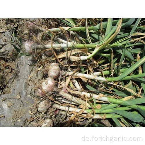 New Crop Frischer normaler weißer Knoblauch 2019